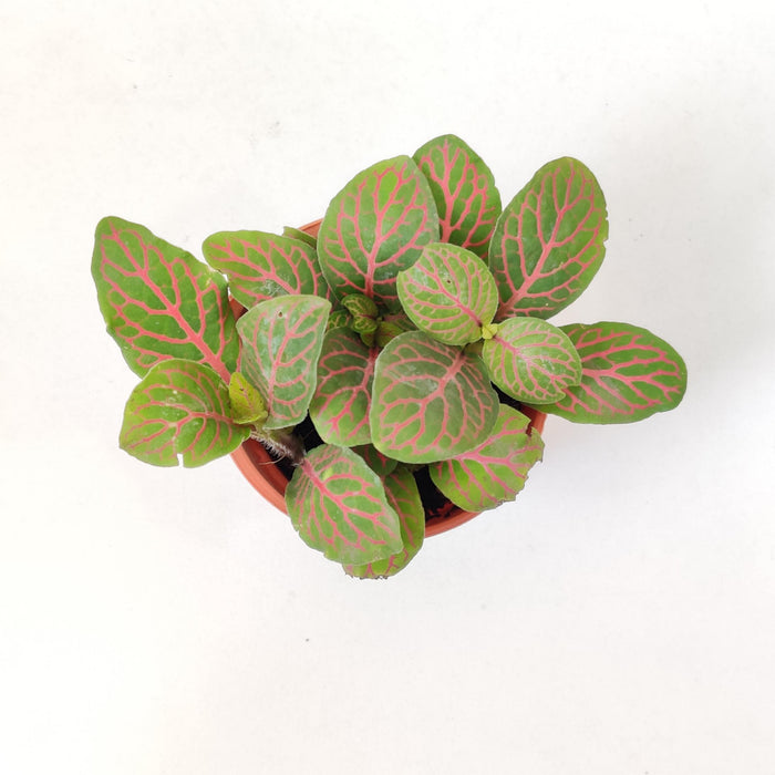 Fittonia 'Red Vein Plants  5.5 cm pot