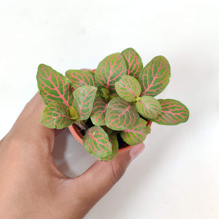 Fittonia 'Red Vein Plants  5.5 cm pot