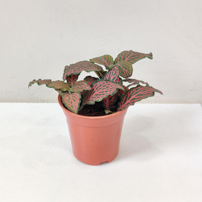 Fittonia 'Red' Plants  5.5 cm pot
