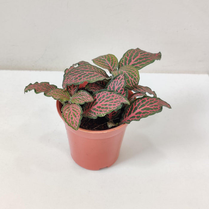 Fittonia 'Red' Plants  5.5 cm pot