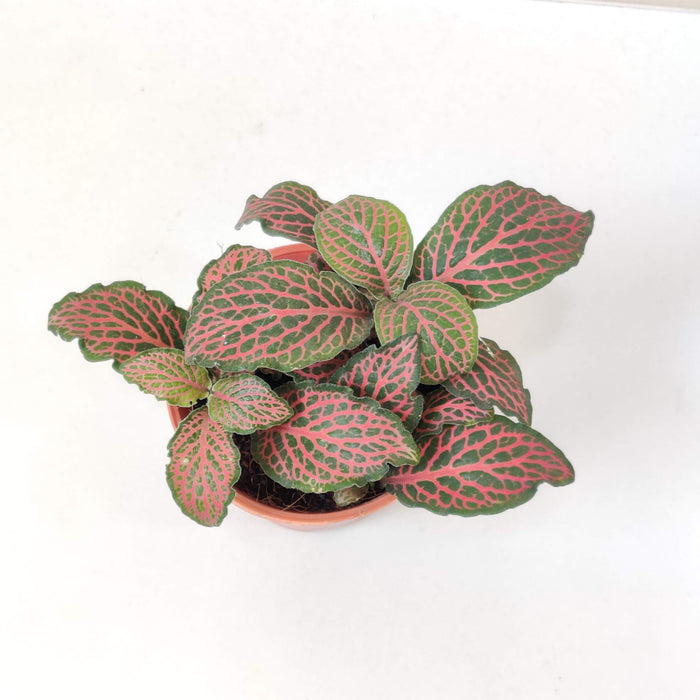 Fittonia 'Red' Plants  5.5 cm pot