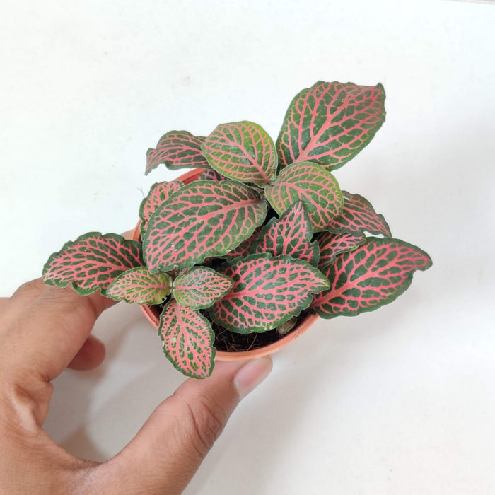Fittonia 'Red' Plants  5.5 cm pot