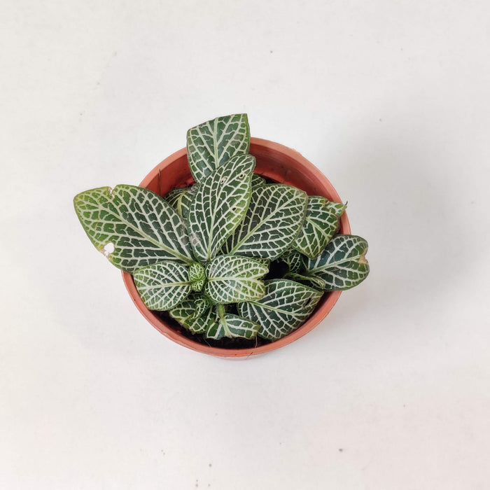 Fittonia Root Bridges 'Green' Plants  5.5 cm pot