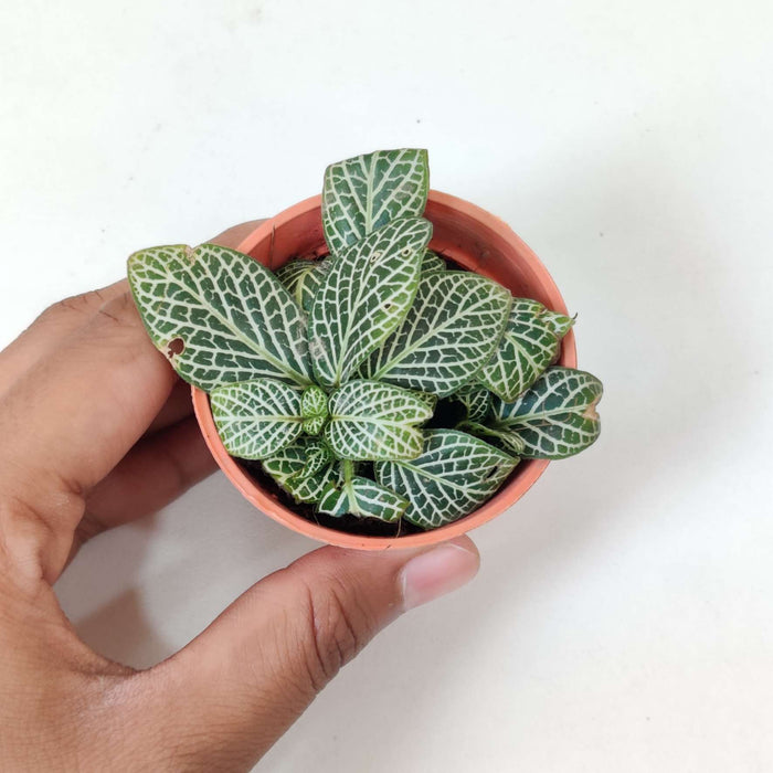 Fittonia Root Bridges 'Green' Plants  5.5 cm pot