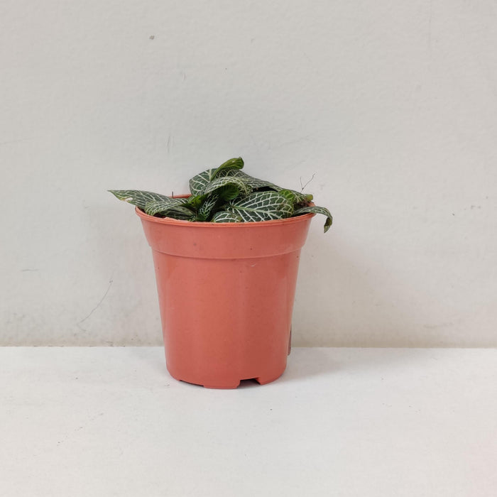 Fittonia Root Bridges 'Green' Plants  5.5 cm pot