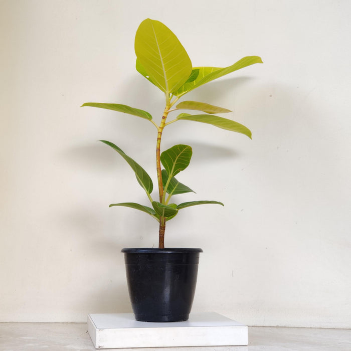 Ficus altissima 'Yellow Gem' Plants 12 cm pot