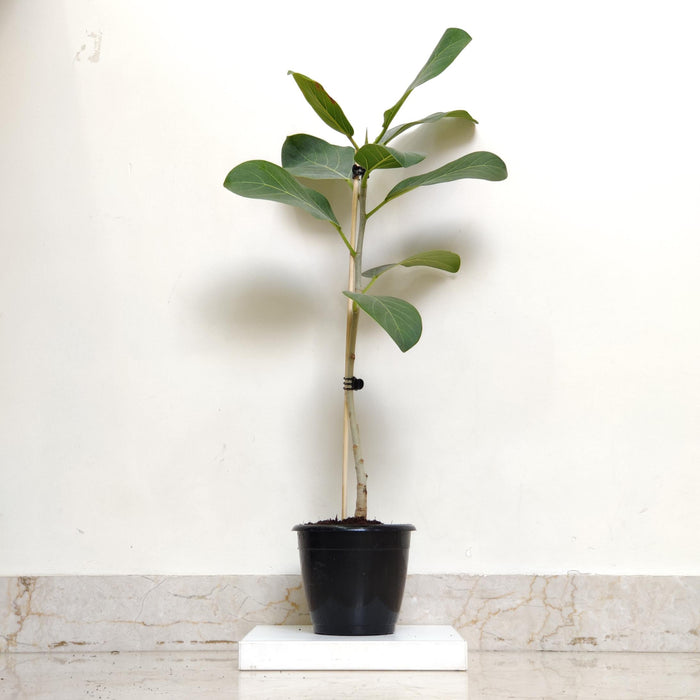 Ficus Audrey  Banyan or Bargad tree.Plants 12 cm pot