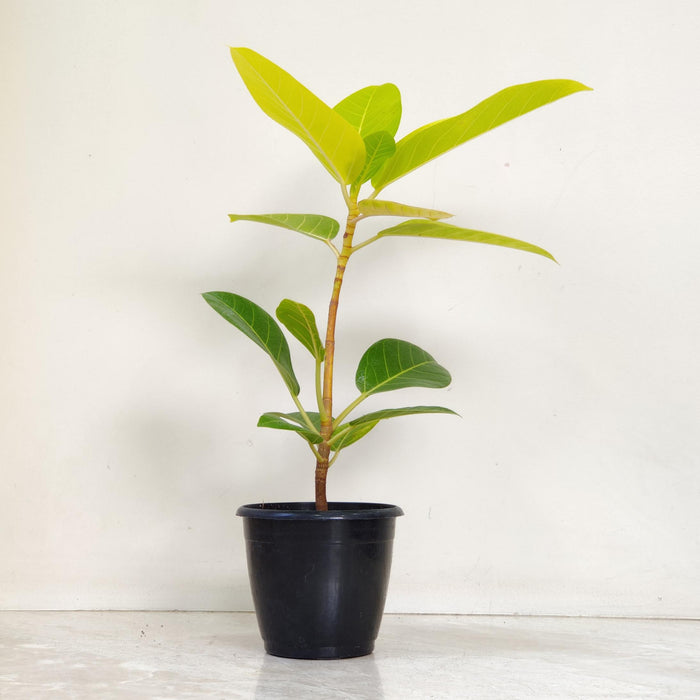 Ficus altissima 'Yellow Gem' Plants 12 cm pot
