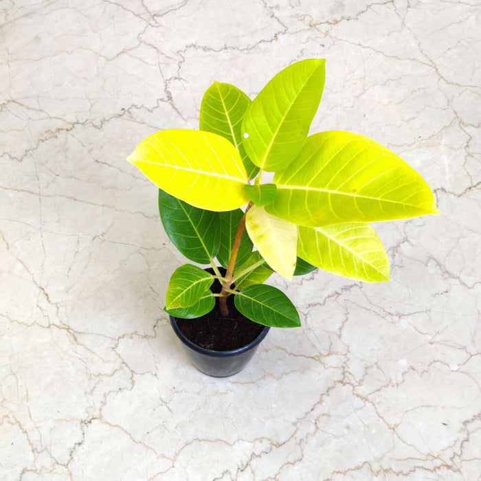 Ficus altissima 'Yellow Gem' Plants 12 cm pot