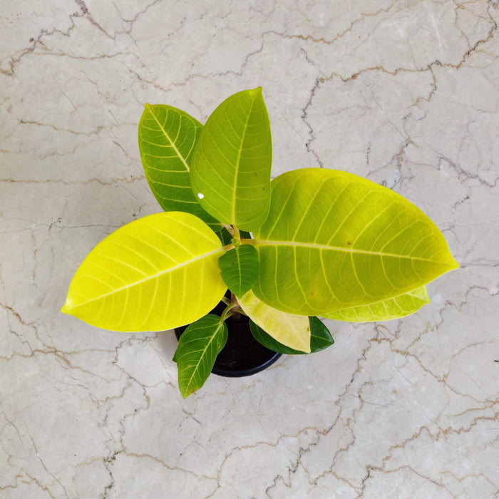 Ficus altissima 'Yellow Gem' Plants 12 cm pot