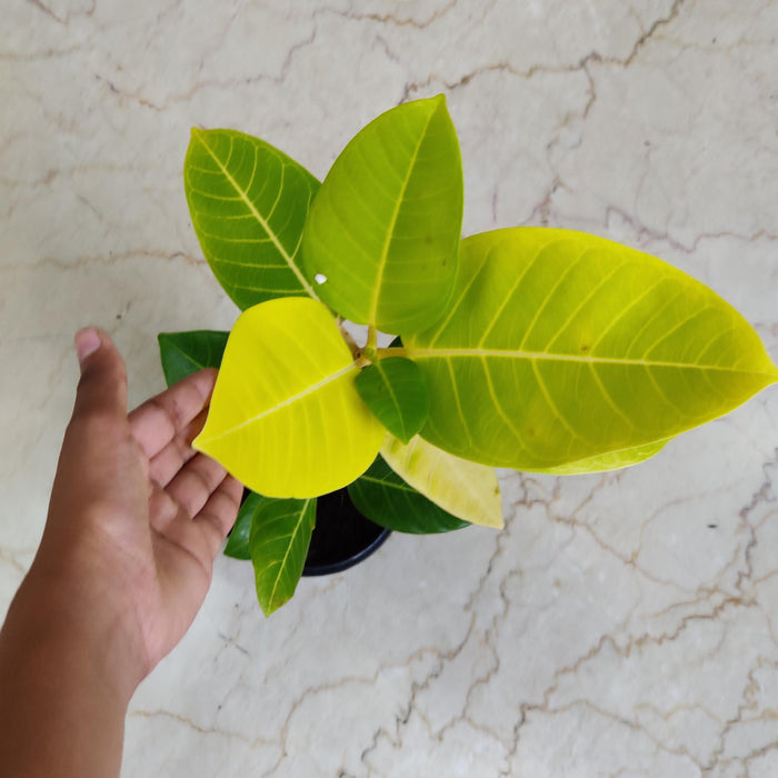 Ficus altissima 'Yellow Gem' Plants 12 cm pot