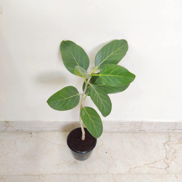 Ficus Audrey  Banyan or Bargad tree.Plants 12 cm pot