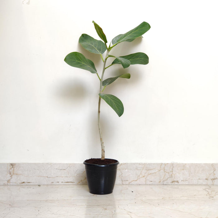 Ficus Audrey  Banyan or Bargad tree.Plants 12 cm pot
