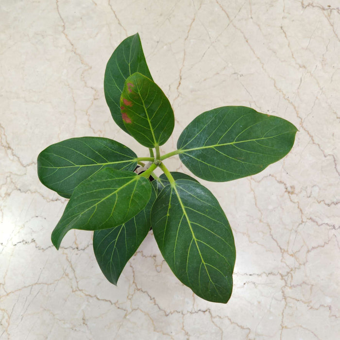 Ficus Audrey  Banyan or Bargad tree.Plants 12 cm pot