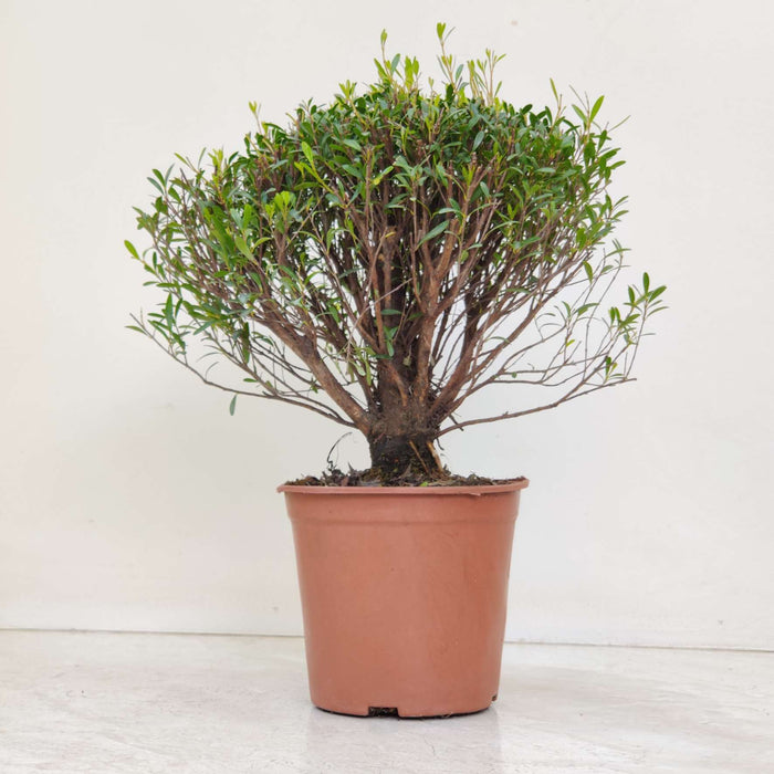 Syzgium Buxifolium 12 cm pot
