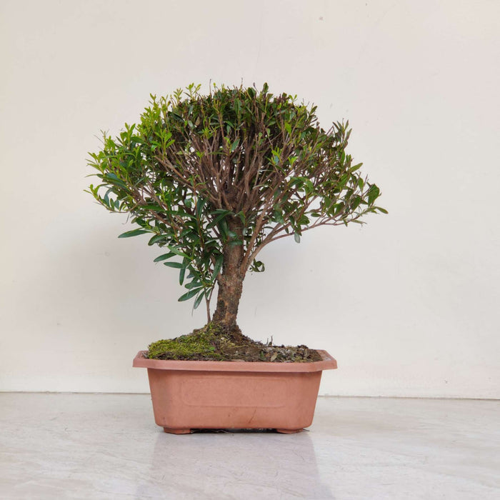 Syzgium Buxifolium 12 cm pot