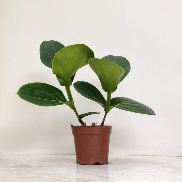 Mednillia  Magnifica 12 cm pot
