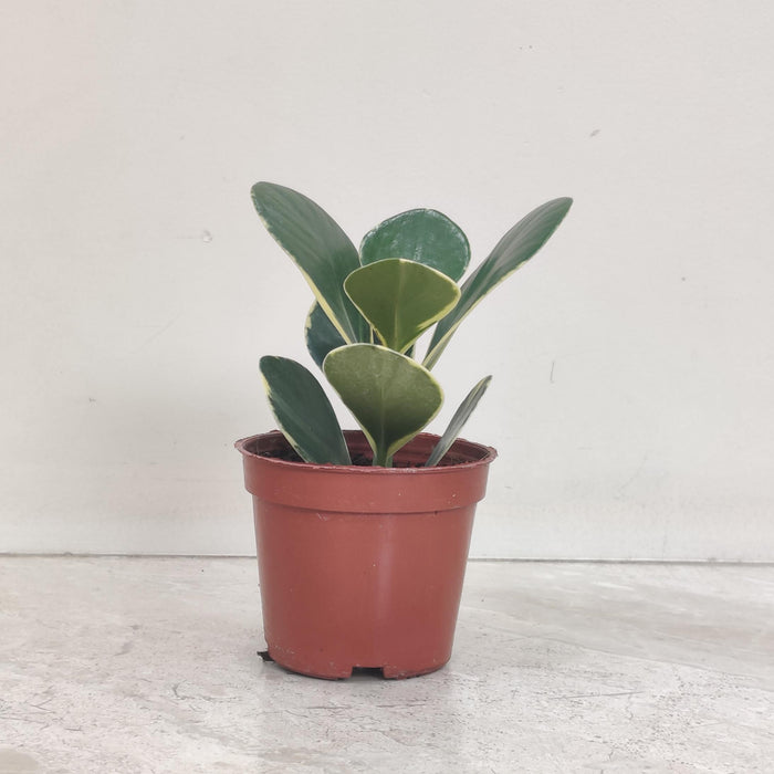 Clusia Rose Varigated 10 cm pot