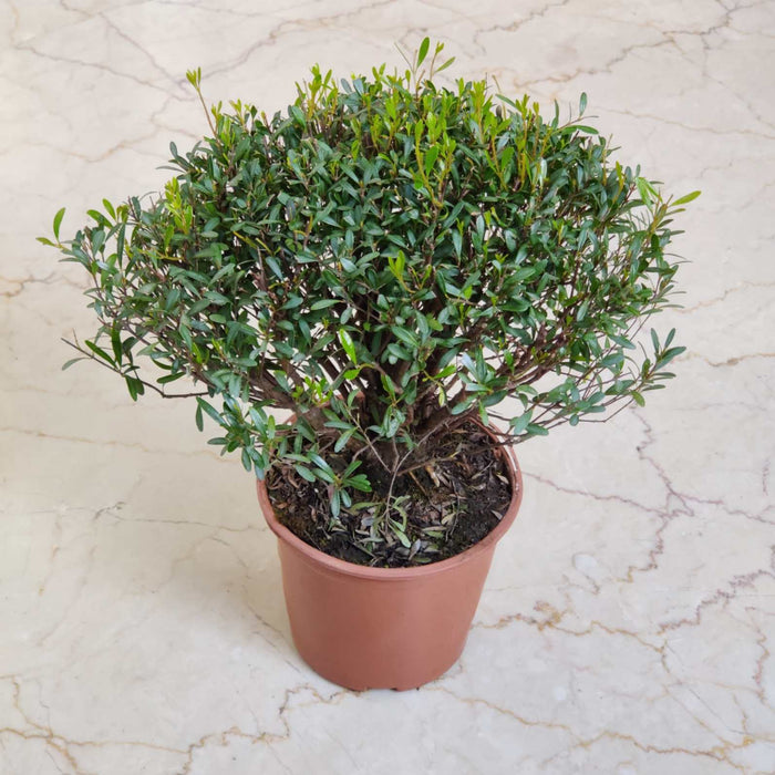 Syzgium Buxifolium 12 cm pot