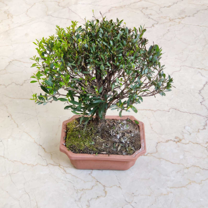 Syzgium Buxifolium 12 cm pot