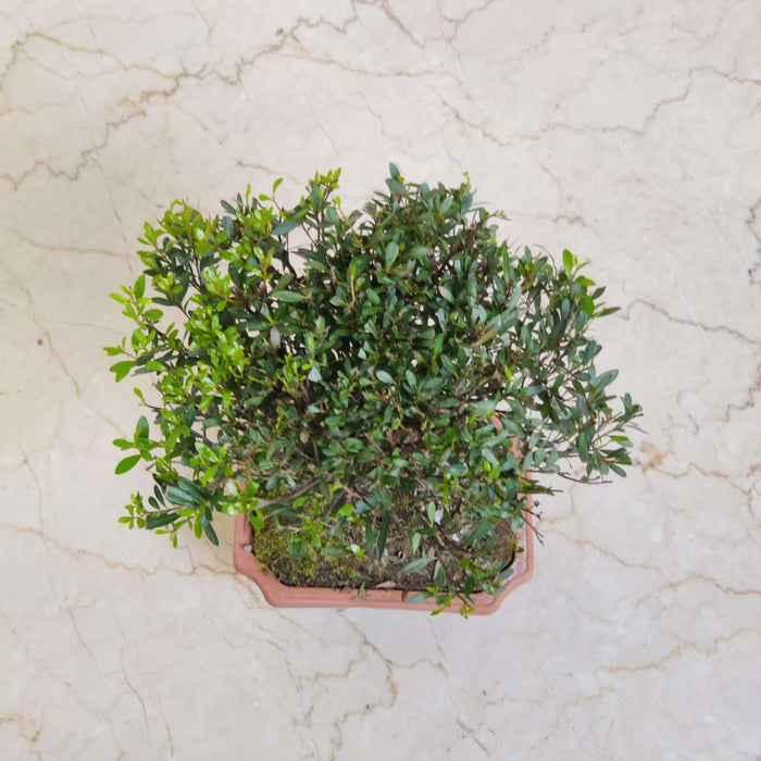 Syzgium Buxifolium 12 cm pot