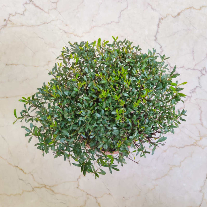 Syzgium Buxifolium 12 cm pot