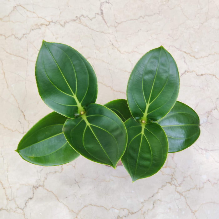 Mednillia  Magnifica 12 cm pot