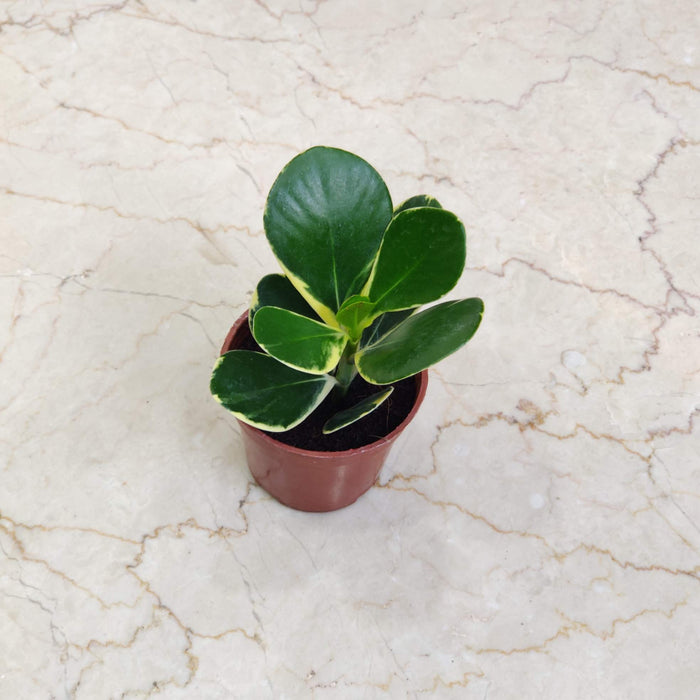 Clusia Rose Varigated 10 cm pot