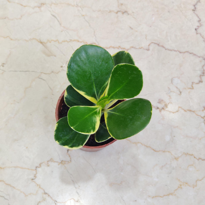 Clusia Rose Varigated 10 cm pot