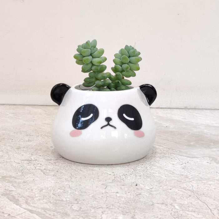 Cheeky Panda Face Ceramic Planter