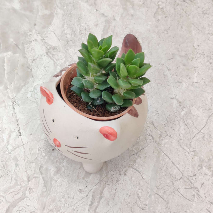 Cute Kitty Ceramic Planter