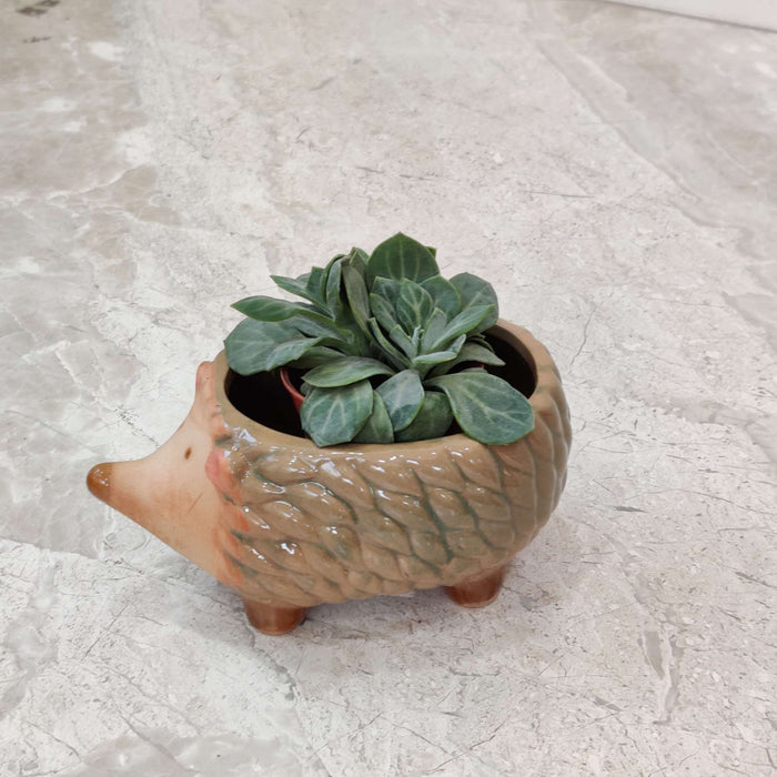 Hedgehog Ceramic Planter