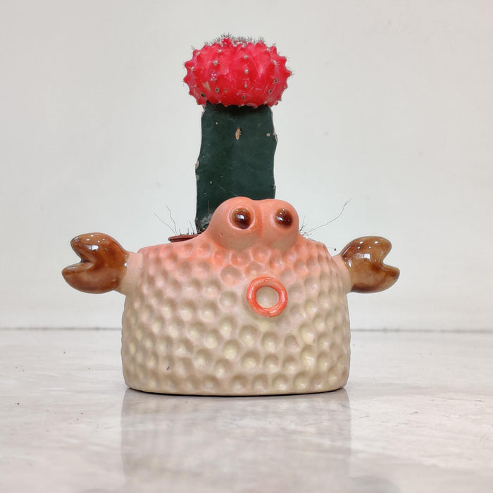 Crab Ceramic Planter