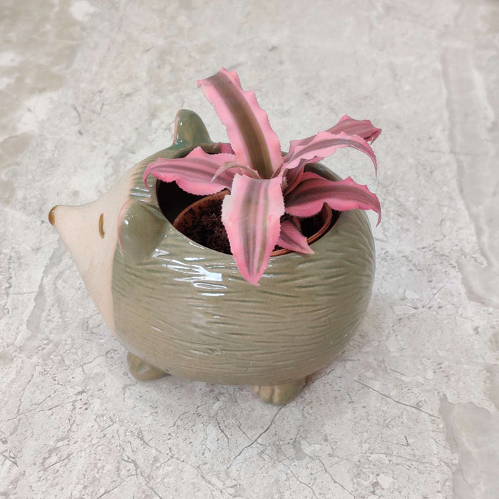 Smiling Hedgehog Ceramic Planter