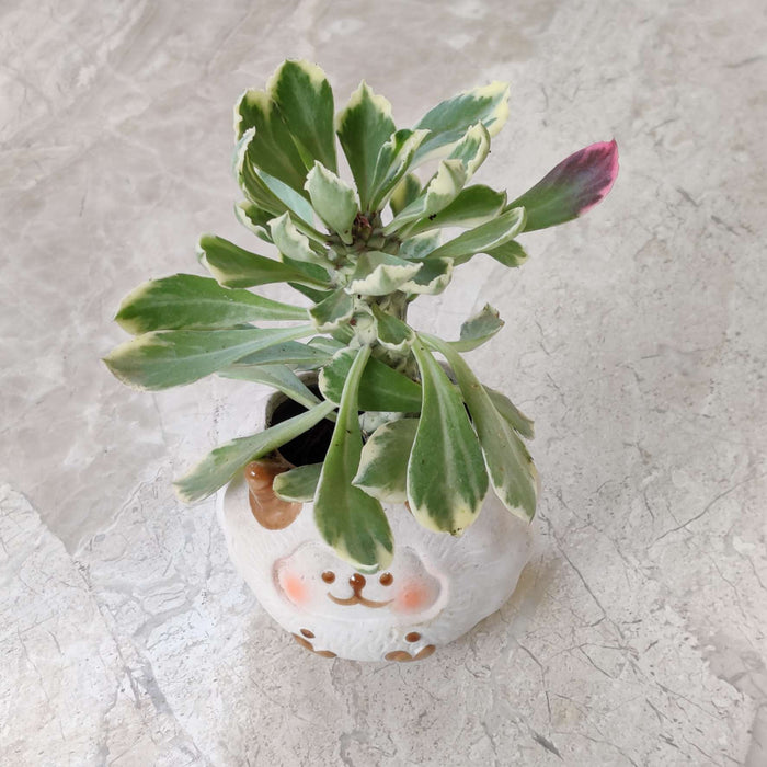 Fluffy Highland Cow Ceramic Planter