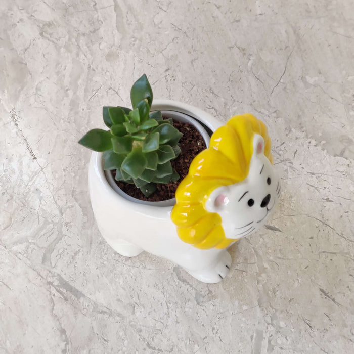 Sunny Lion Ceramic Planter