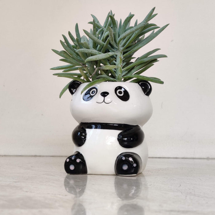Cute Panda Ceramic Planter