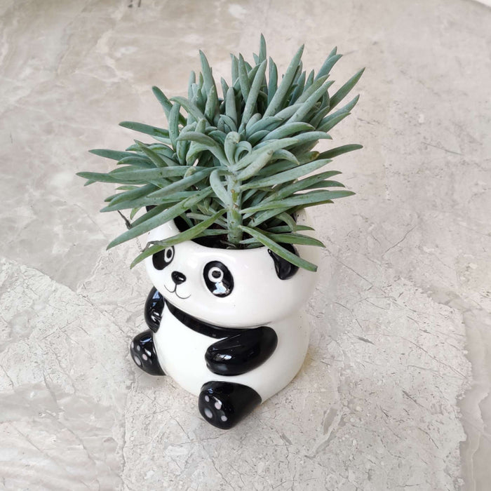 Cute Panda Ceramic Planter