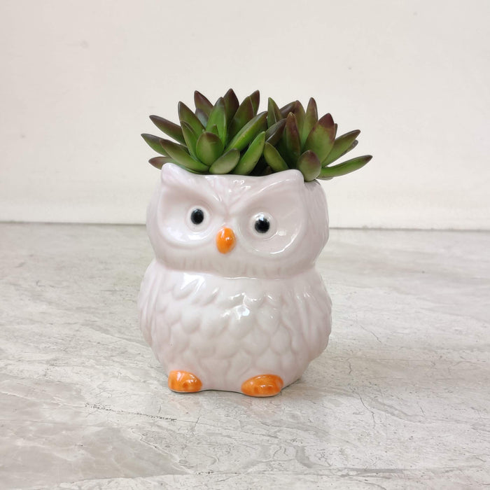Pearl White Owl Ceramic Planter