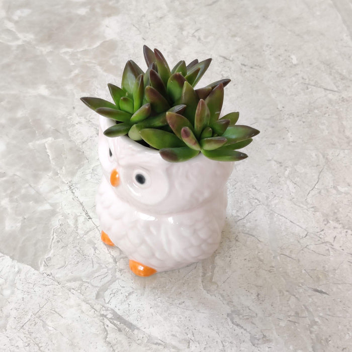 Pearl White Owl Ceramic Planter