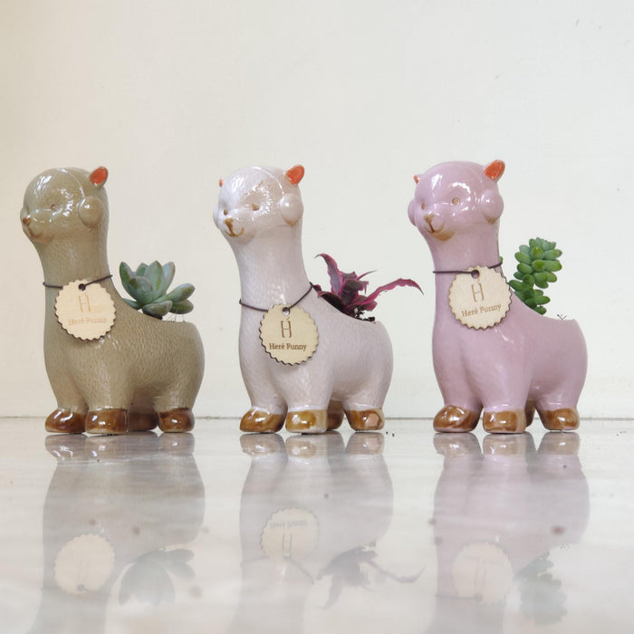 Sage  Alpaca Ceramic Planter