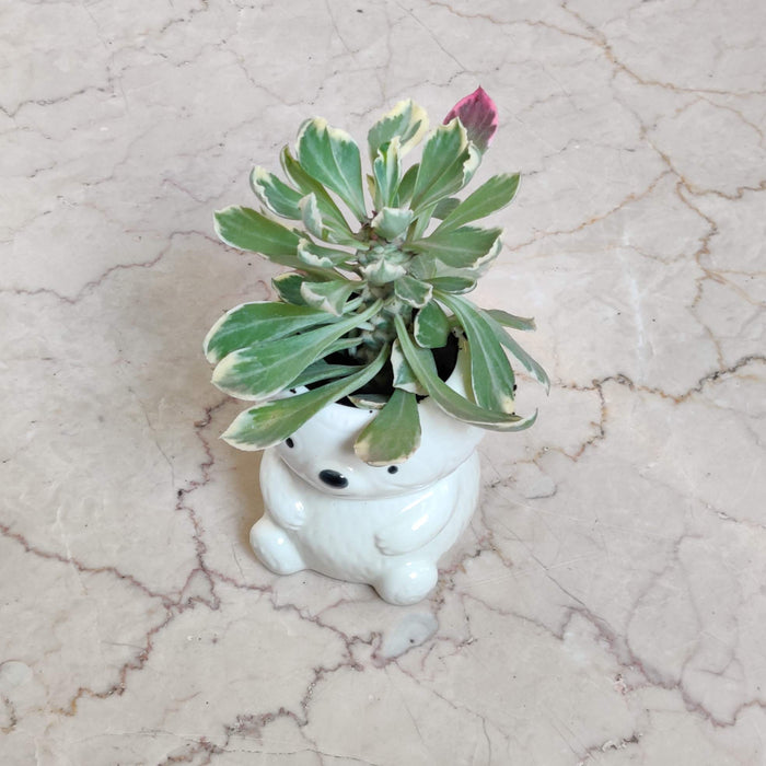 Sleepy Sloth Ceramic Planter