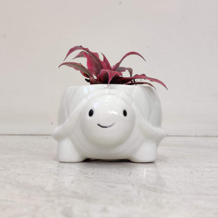 Tiny Turtle Ceramic Planter
