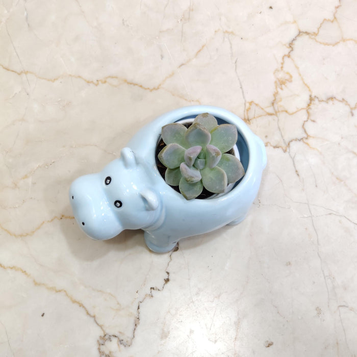 Baby Blue Hippo Ceramic Planter