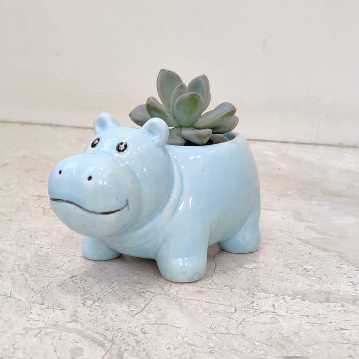 Baby Blue Hippo Ceramic Planter