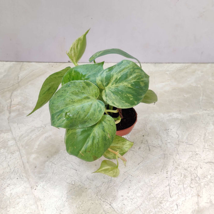 Oxy Cardium Marble In 10 cm pot