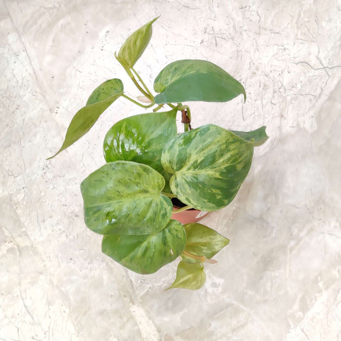 Oxy Cardium Marble In 10 cm pot