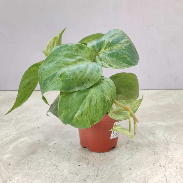 Oxy Cardium Marble In 10 cm pot