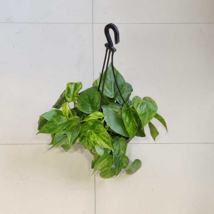 Oxy cardium Variegated 17 cm pot