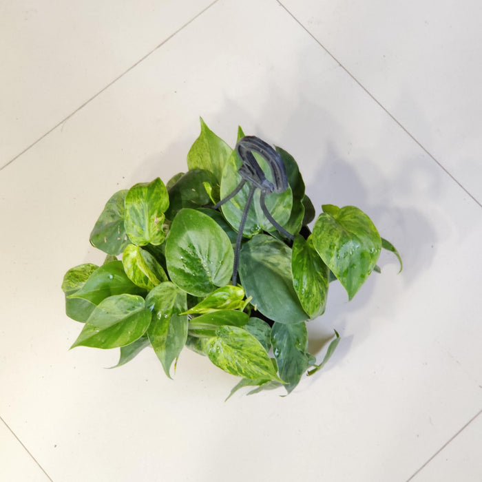 Oxy cardium Variegated 17 cm pot